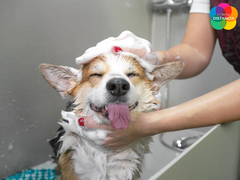Peluquería Canina con prácticas